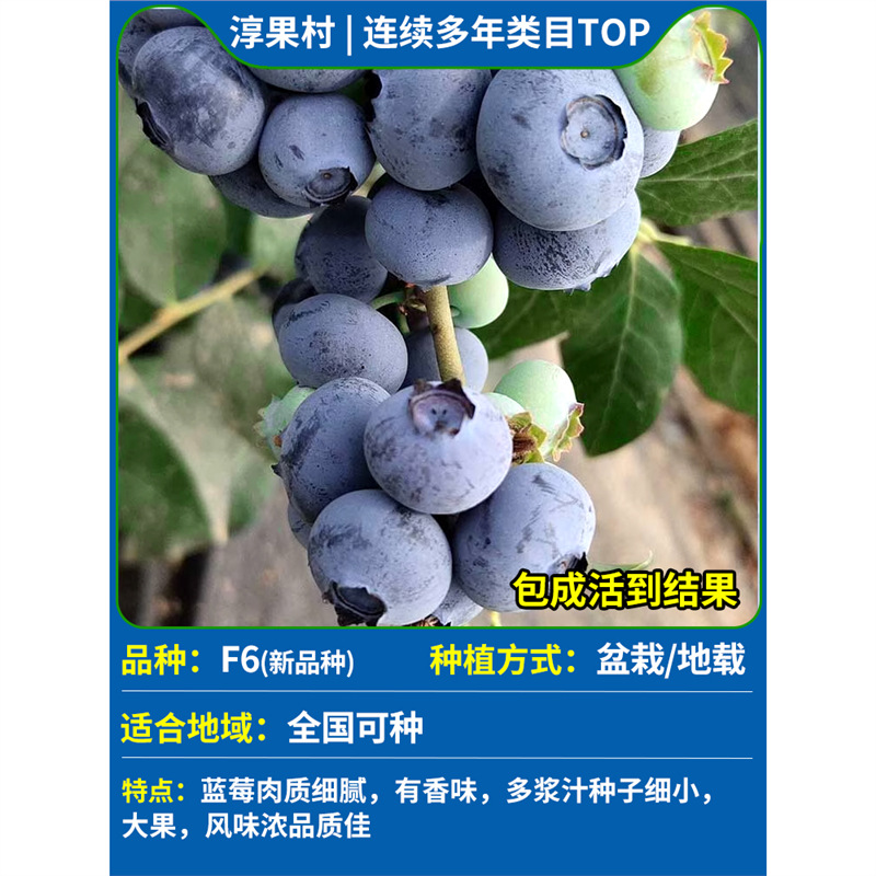 [과일이 있는 큰 모종] F6 높이 50-60cm (Douyin에서 인기 있는 운남 고품질 과일과 동일한 모델)