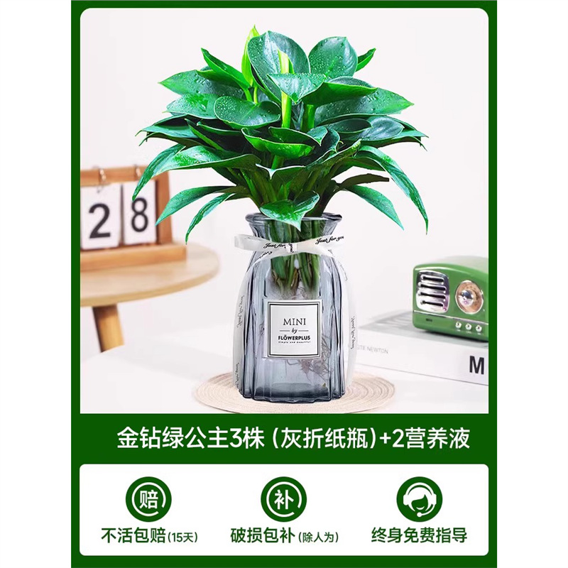 고급 대형 금다이아몬드 3개(회색 종이접기 라벨병) + 크리스탈 머드 + 영양액 2개