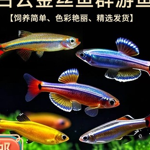 ��녽�z�~С����ˮԭ���~�ͺ��ͻ���BȺ�Ο����~�����^�p�~����