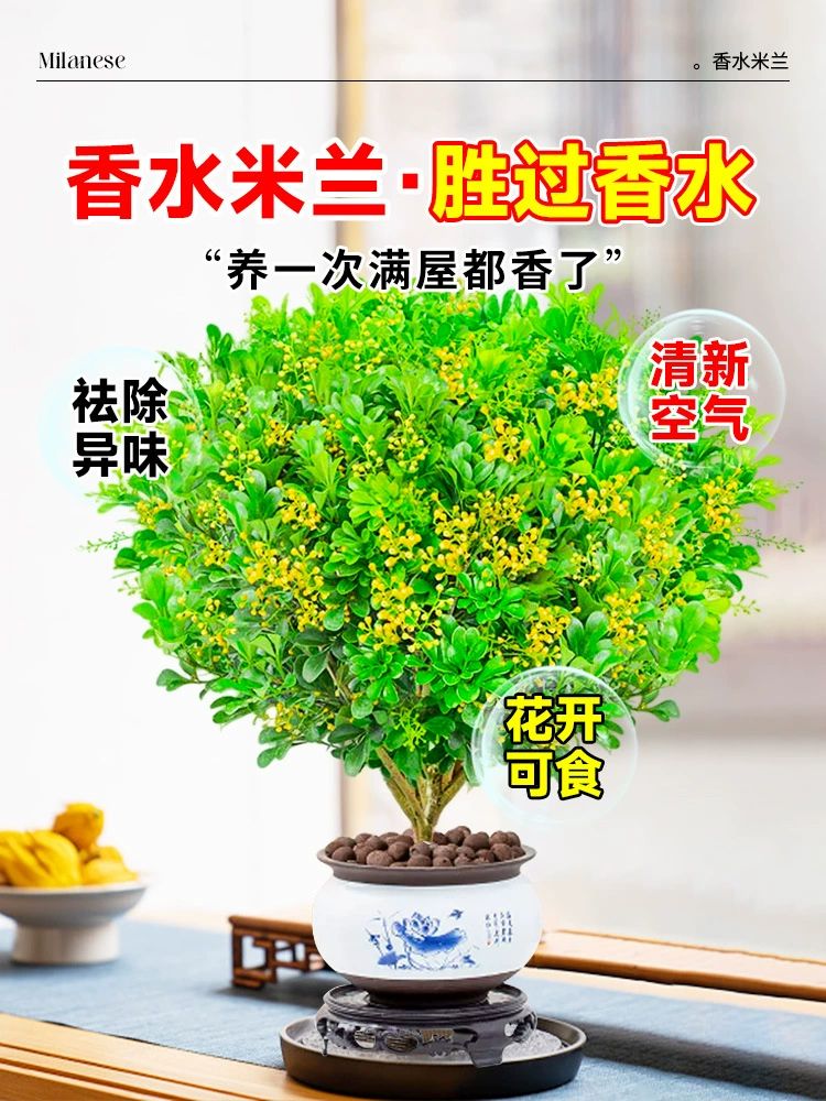 Парфюмерная рисовая орхидея горшок с цветами