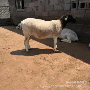 ���^�Ų��d�� ���۶Ų��d����� ������һֻ ����ĸ��