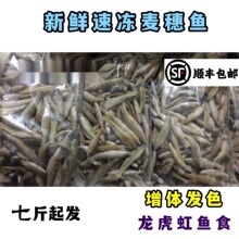 包邮新鲜冷冻麦穗鱼冻小鱼冻泥鳅段饲料鱼鱼食龙鱼虎鱼魟鱼龟