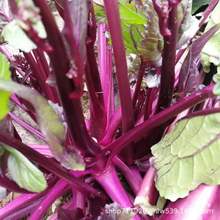 ʮ�¼t��̦�N���ϲ�̦�N���̨�����߲˷N�Ӳ����S�a�׷N��