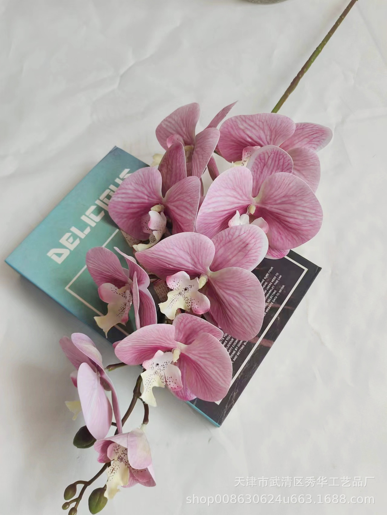 3D蝴蝶兰博红梅