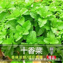 ʮ��˷N�ӷN��ʯ��˙��ʱ���ʳ���~����ļ����Ժ���ʮ��˷N��