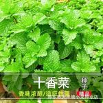 十香菜种子种籽石香菜柠檬薄荷食用鱼香草四季盆栽河南十香菜种子