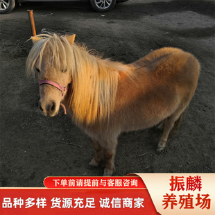 ���w���R�Bֳ�� �T�˰��_�R�������u�� ���㌙���H���w ���R��ֳ