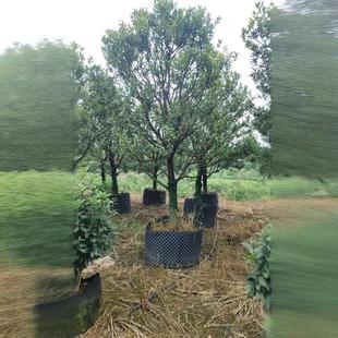 Kumquat Tree Manufacturers Planting Base Green Belt Landscape Decoration Urban Greening Community Home Planting