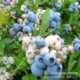 种植四季地栽庭院蓝莓苗