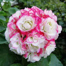 �ذ������Ļ��������ÿ��L�ۻ���ֲ���ļ��_�����B���ڎ���С��