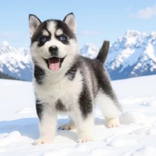 批发定制纯种西伯利亚雪橇犬哈士奇幼犬活体狗狗中型护卫犬工作犬