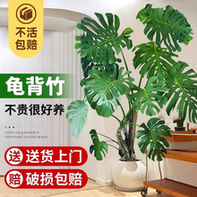 ͏d҃ȿ͏d~Ϙֲҕ߅;Gֲ