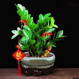 Money Tree Potted Money Tree Office Florals All Year Round Evergreen Living Room Plants Housewarming Opening Gift Zhaozhou