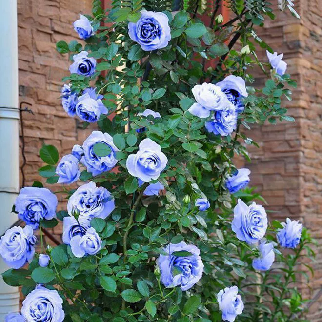 Семена цветов, семена роз, вьющиеся растения, розы, четырехсезонное цветение, стенки для вьющихся растений, комнатные растения во дворе.