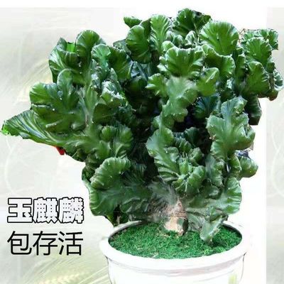 Jade Kirin unicorn Thousand mountains Potted plant Town house Outsize Cactus Botany Five Fingers flowers and plants wholesale