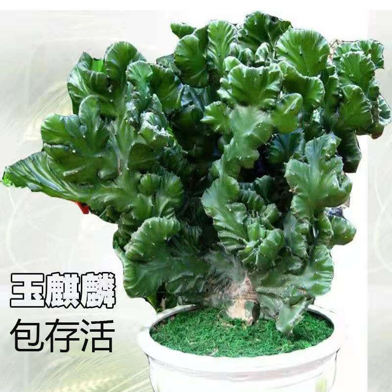 Jade Kirin unicorn Thousand mountains Potted plant Town house Outsize Cactus Botany Five Fingers flowers and plants wholesale