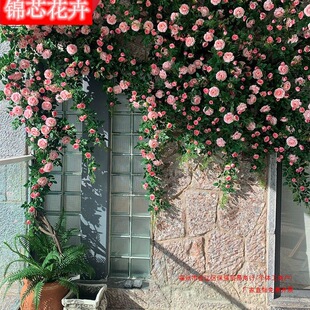 õ�廨�Nޱ���ٗl�L�l���ٽ����ٻ����ů��ܵ��b���F�z�r��