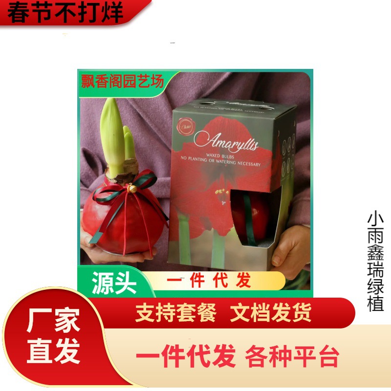 Сургуч двойной лепесток hippeastrum цветок виды шариков восковой шар цветение крытый балкон ленивое растение рождественский подарок на день святого валентина
