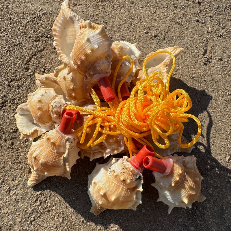 Natural Shell Conch Whistle Screw Craft Tourist Scenic Spot Gift Stall Night Market Children's Toys