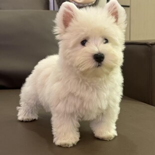 ���N���ߵ���Ȯ�׹���Ȯ�׹�Ȯ�pѪ�y���ߵ�ȮС��Ȯ���w���ﹷ��