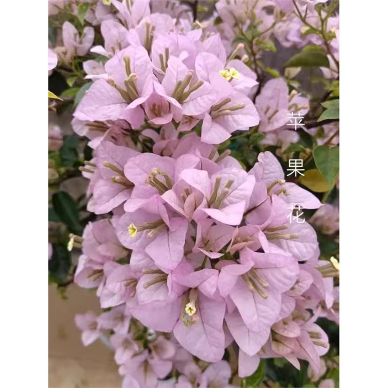 9.9 Flores frecuentes variedades de ciruela triangular en maceta jardín de plántulas es bueno para alimentar las plantas de vid de flores image 29