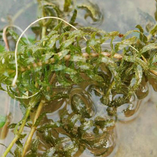 Manufacturer Wholesale Lantern Weihe Crab Aquatic Plant Perennial Submersed Plant Black Algae Seedlings Warm Grass Water Body Greening