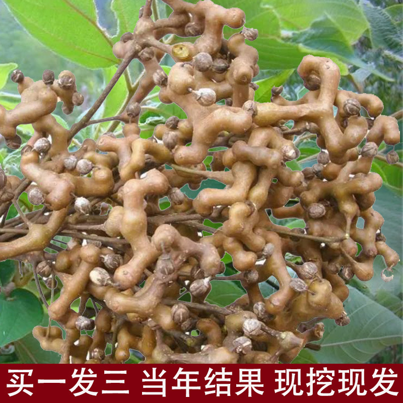 拐枣树苗万寿果鸡爪连金钩梨果树苗南方北方盆栽地栽种植当年结果