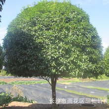 批发八月桂花树苗 桂花 状元红 行道桂花树 规格齐全量大优惠