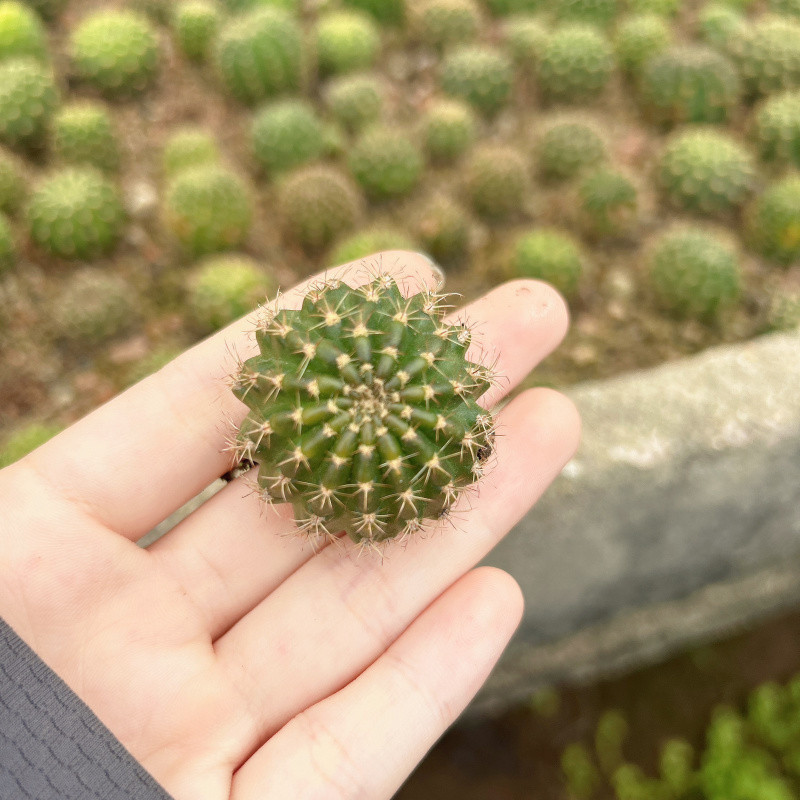 ●■측면 새싹 1.0-2cm (색상 랜덤) - 랜덤 장난감 1개 증정■●