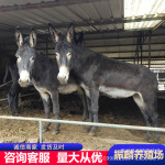 头胎怀孕母驴德州毛驴活体 改良肉驴宠物家养活驴 种驴