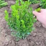 小叶工程植物绿化黄杨苗