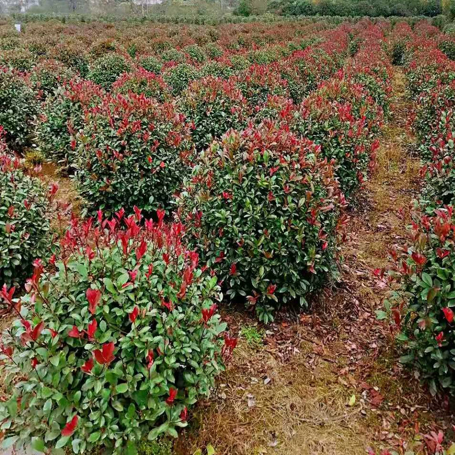 Хунань красный лист вереск мяч бутик мяч база Прямой партии зеленых растений озеленение проекта саженцы полные спецификации