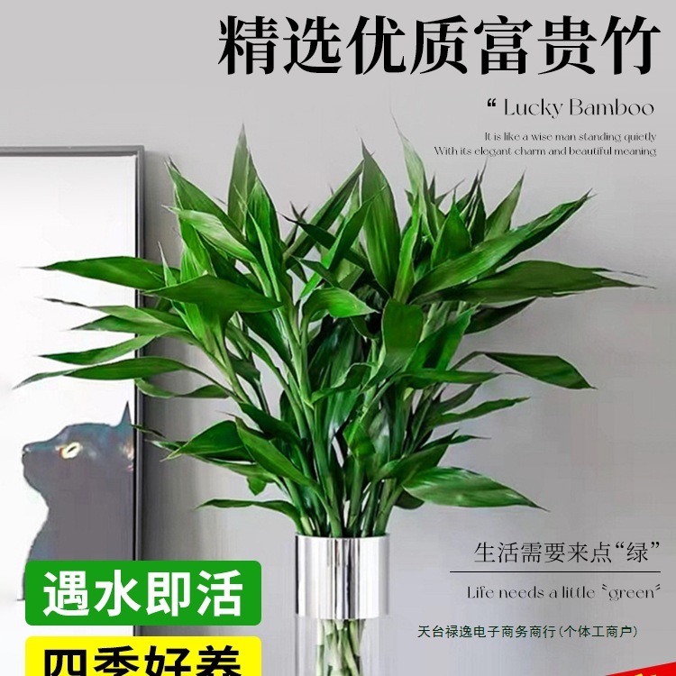 Water-grown rich bamboo hydroponic plant living room Guanyin bamboo…