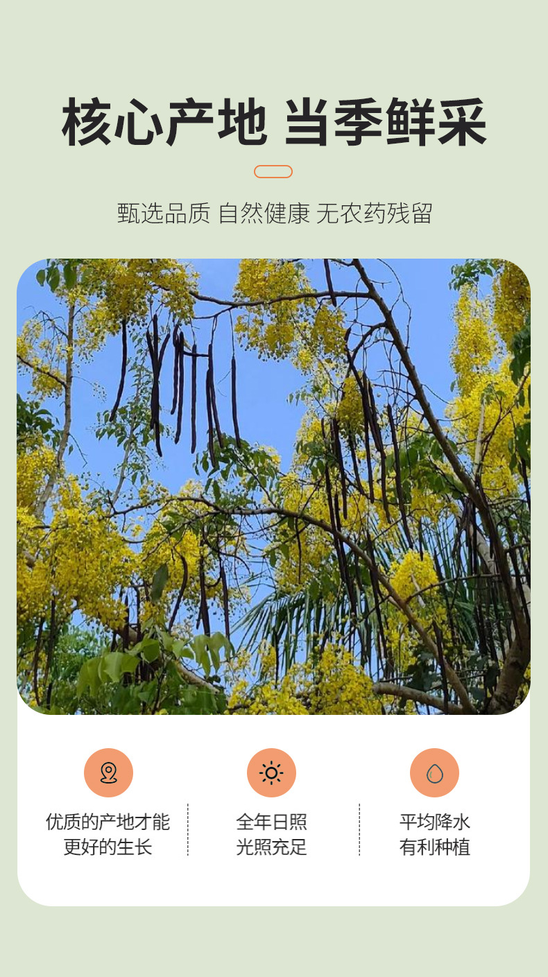Dried Cassia Fruit Da Jie Guo 500g Bulk Herbal Fruit for Traditional Wellness Tea quality and texture