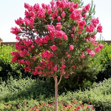 紫薇树美国红火箭庭院绿化树木抗寒植物百日红花期超长紫薇花树