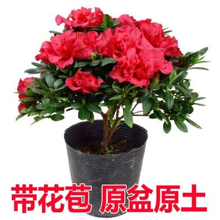 ���N�������ļ��B�Ϙ����玧�����҃������̨�����r����Gֲ��