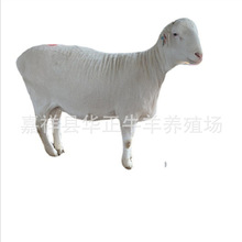 湖羊种母羊价格 一只母羊的饲养成本是多少