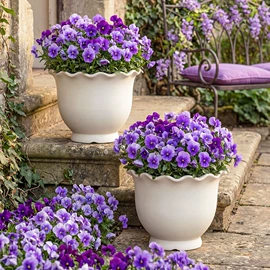 花盆容器;栽培基质;花盆装饰