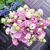 Mixed -color heavy -petal oranges seeds, four seasons mixed color perennial balcony courtyard potted outdoor flower plant seeds