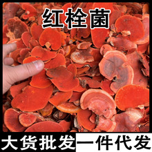 ţ��֥�t˨�������ɽ��ţ��֥�t˨���t��֥Ѫ�`̨֥��ţ��֥