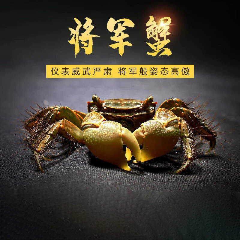 Краб-питомец, общий краб, живой декоративный краб, пресноводный краб, зеленый краб, пляжный рай, оптовый парк развлечений