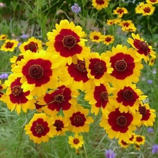 ���l��ɽ����ѩ�ջ��N����Ŀ�շN���ݲ�ͥԺ����ֲ��N���ļ��ײ�