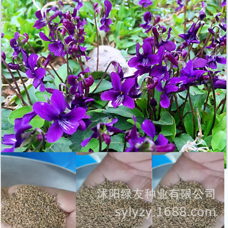 批发紫花地丁种子 紫花地丁