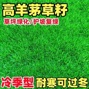 Lawn Grass Seeds, Evergreen Slope Protection, Bermudagrass, Tall Fescue Slope, Soil Fixation and Greening Projects, Courtyard Greening