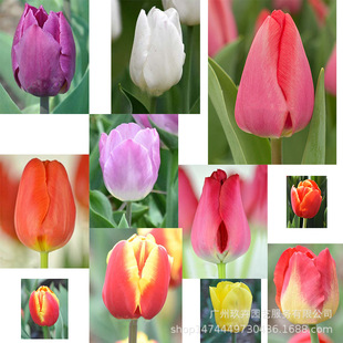 Dutch Double Tulip Large Bulb Indoor and Outdoor Balcony Potted Flower Sea Flower Mirror Plant Easy to Grow Hydroponic Flower Seedlings