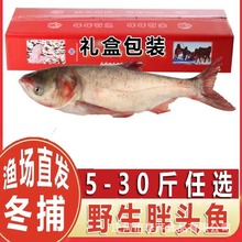 食品鱼餐饮工厂酒店身三宝头尾鲢鱼拿样批发剁椒鱼头供应花团餐