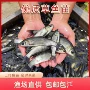 特大活体正宗四大草鱼苗