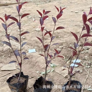 ��֦�t�~�� ���~��^�p��ľ����ͨ�t�~��֦�~�ܼ����������ɻ���