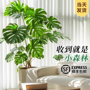 ������͏d�����Դ��~�Gֲ�����Ϙ��҃ȴ���ֲ����ش�̖�Gֲ���B