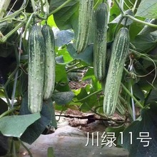 �S�ϷN�Ӵ��Gʮһ̖12̖�o��ζ�s���S�ϷN���Ĵ�������@�߲˷N��